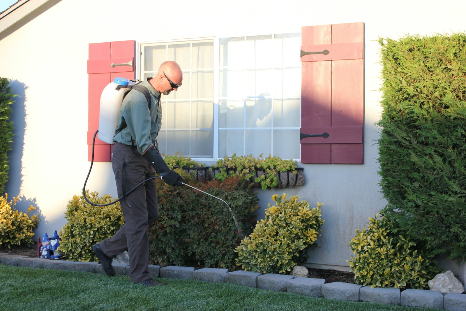Pest control technician spraying shrubs outside a house